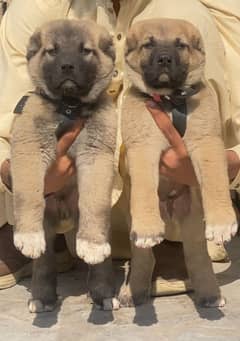 king Kurdish Kangal pair dabal hadi havey bone starcture for sale