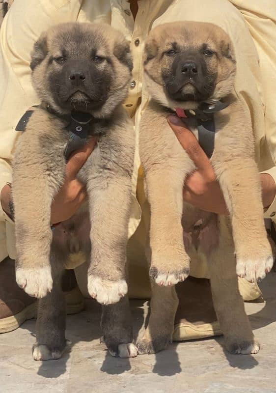 king Kurdish Kangal pair dabal hadi havey bone starcture for sale 0