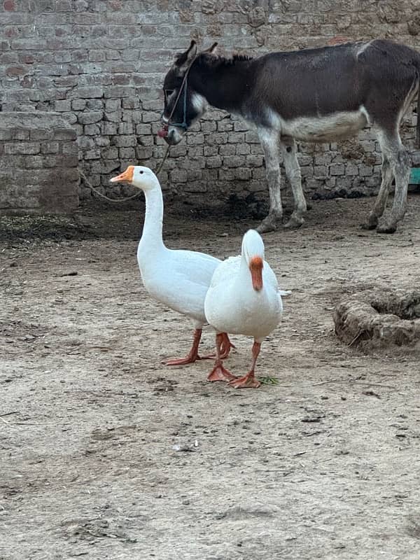 duck for sell urgently 2