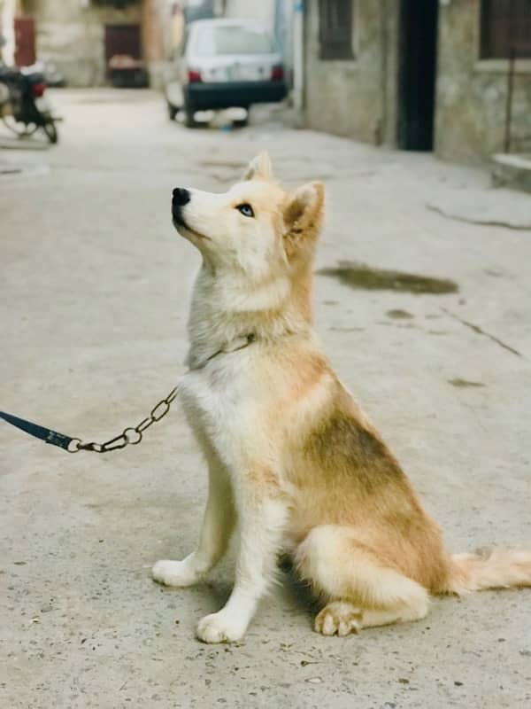 husky od eyes female available for rabta number 03114052791 1