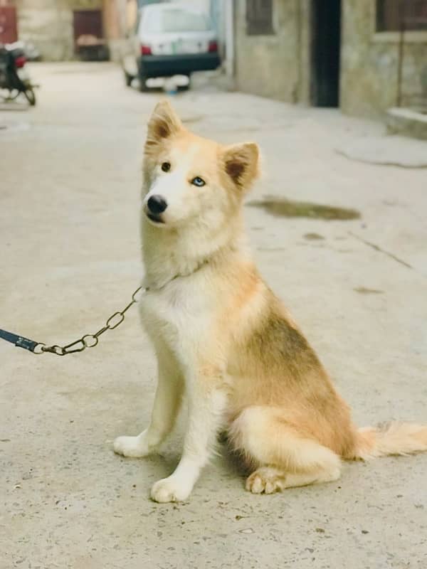 husky od eyes female available for rabta number 03114052791 2