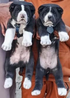 king alabai dabal hadi havey bone starcture for sale pair