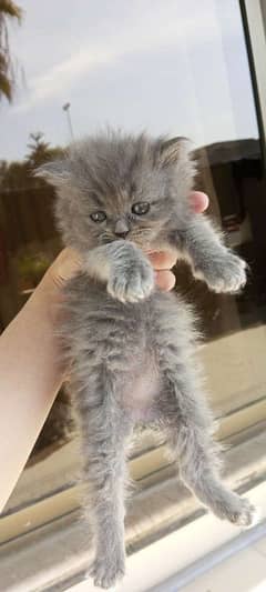 triple coat persian kittens, 6 weeks old