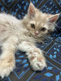 Persian kitten