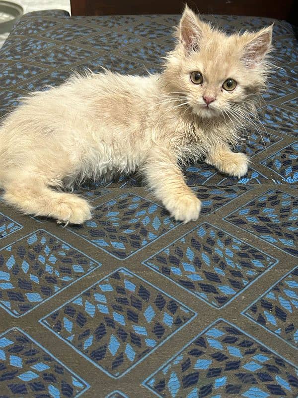 Persian kitten 2