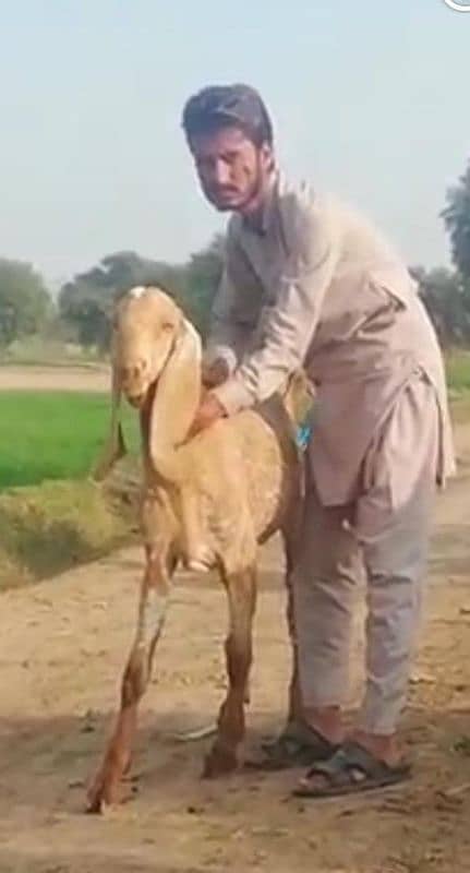 makka Chini bakra for sale _-03130079851 2