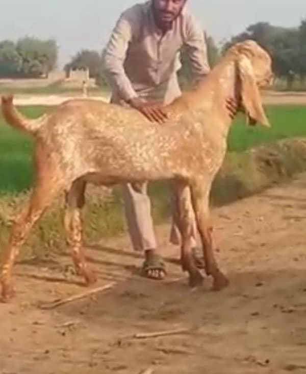 makka Chini bakra for sale _-03130079851 3