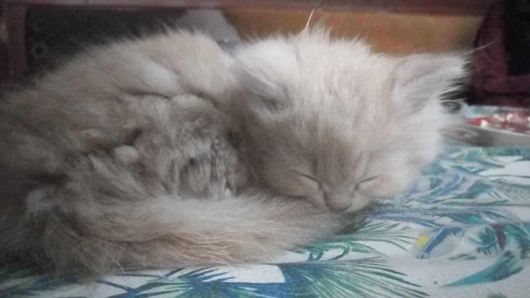 male and female kitten persian 0