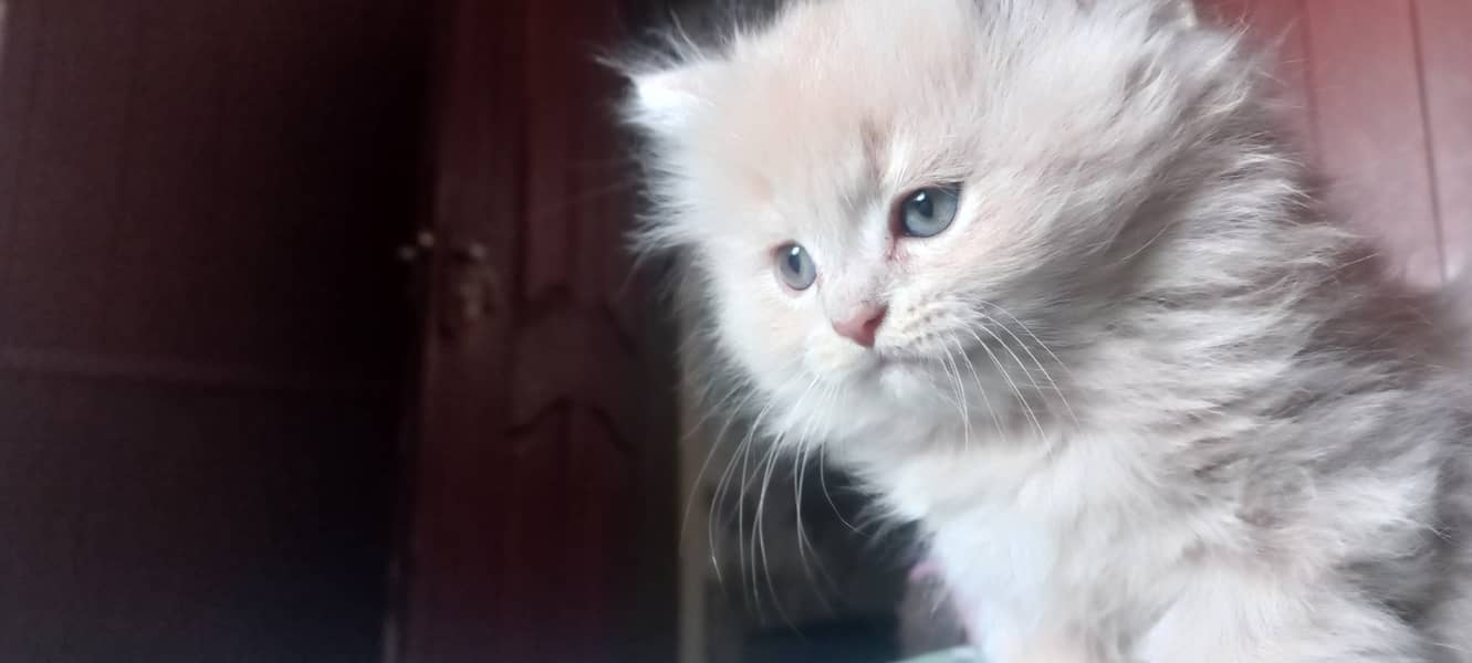 male and female kitten persian 2