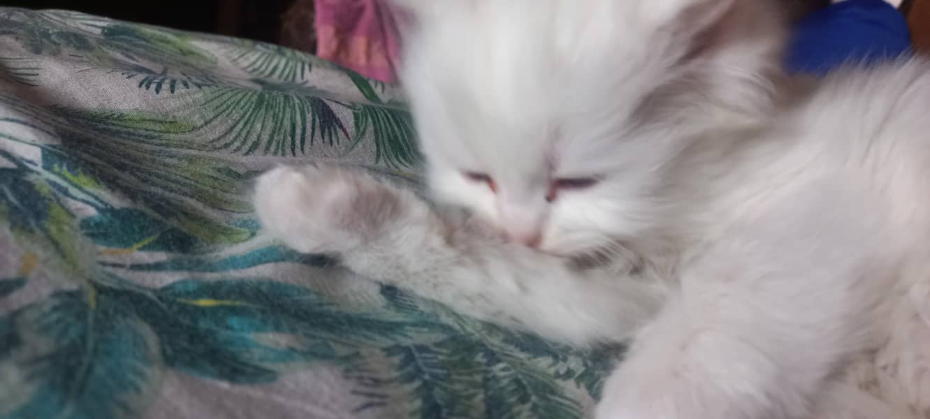 male and female kitten persian 4