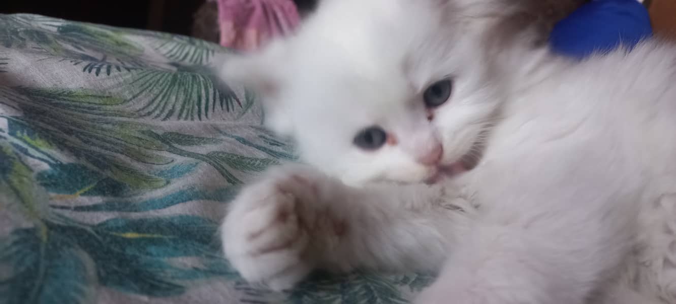 male and female kitten persian 5