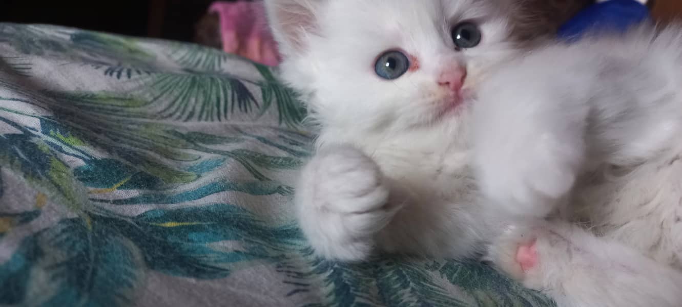 male and female kitten persian 6