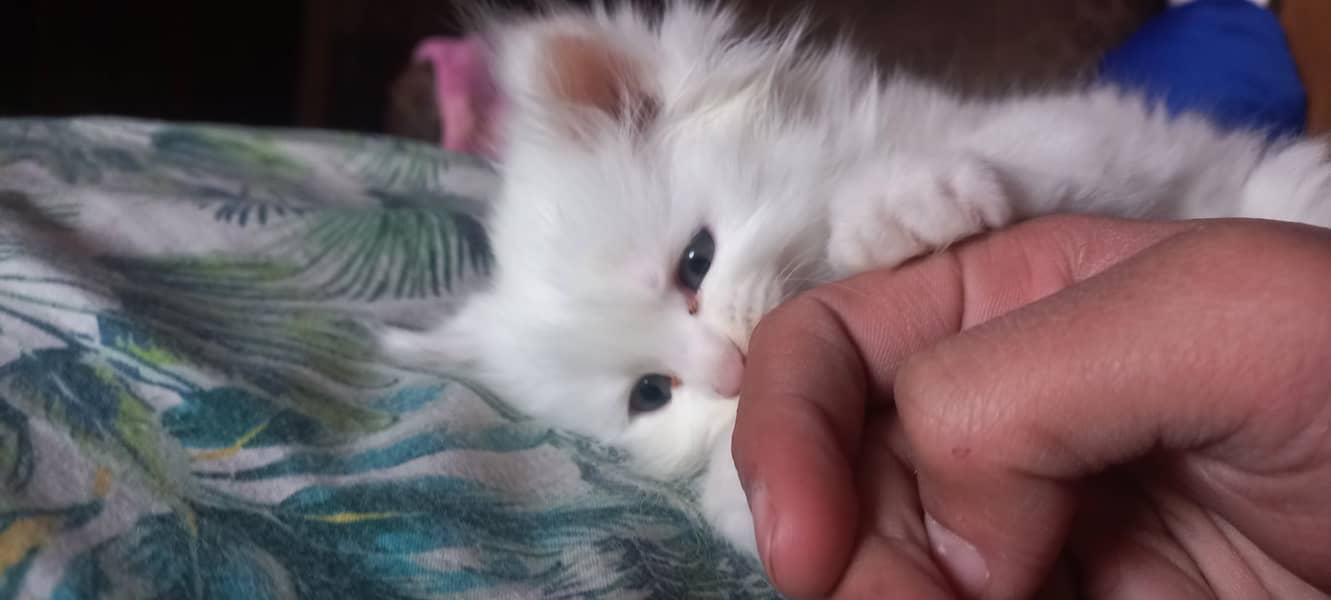 male and female kitten persian 7