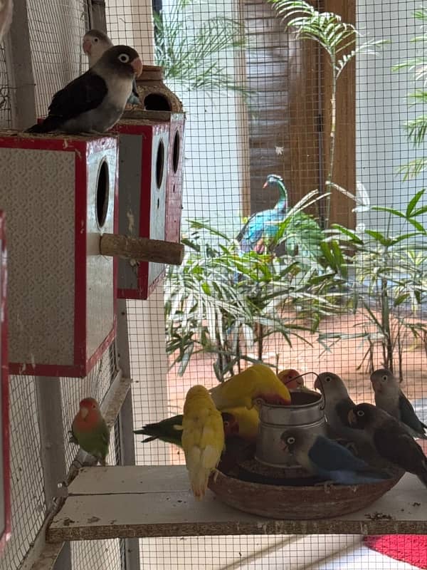 7 pairs of Lovebirds with large cage 1