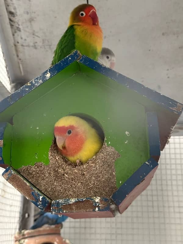 7 pairs of Lovebirds with large cage 2