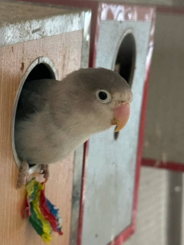 7 pairs of Lovebirds with large cage 3