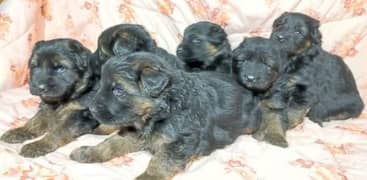 German shepherd puppies