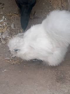 silkie white pair