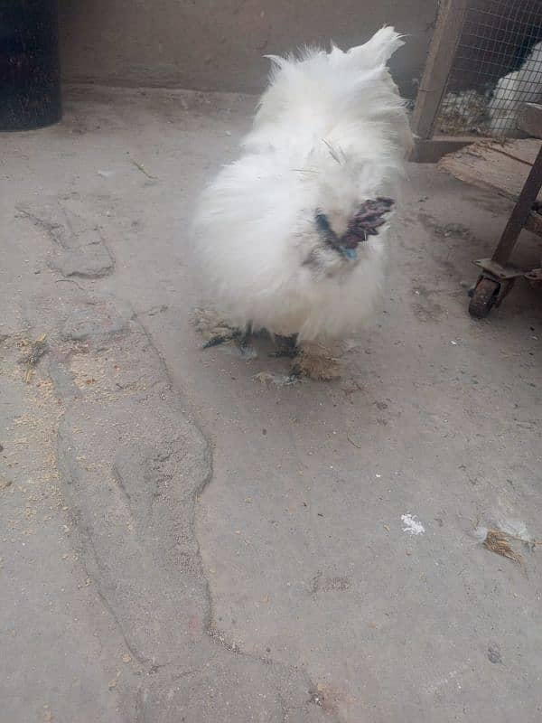 silkie white pair 2