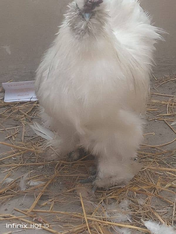 silkie white pair 3