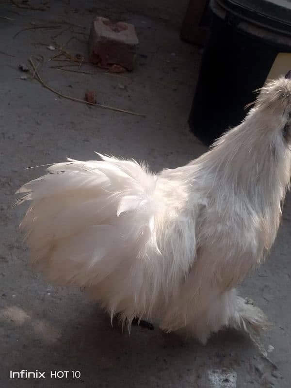 silkie white pair 4