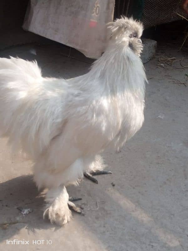 silkie white pair 5