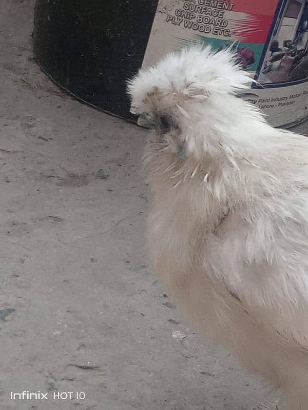 silkie white pair 7