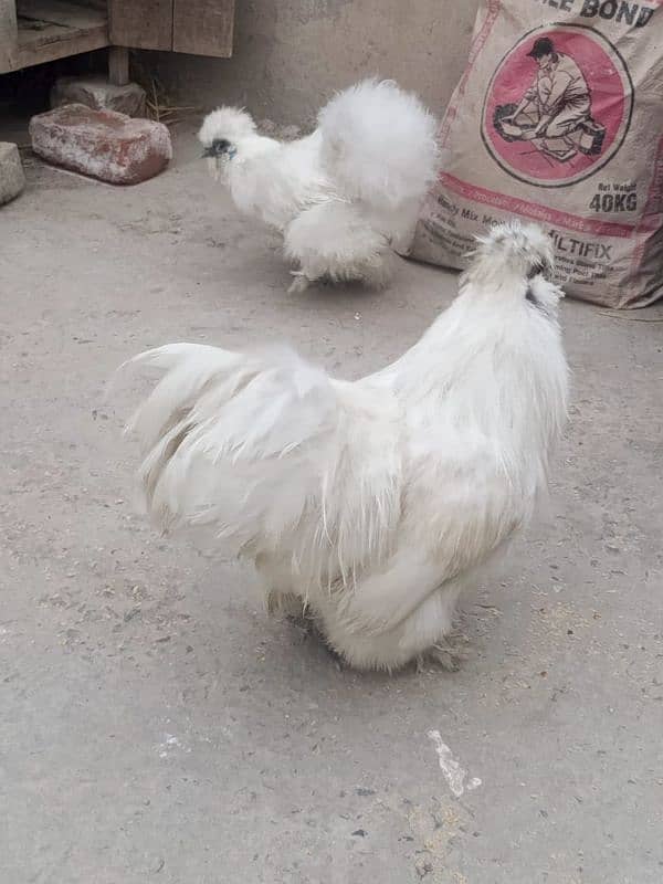 silkie white pair 8