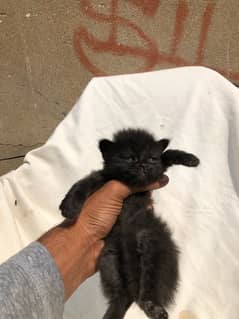 persian kittin female black  clour