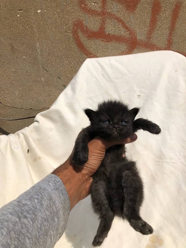 persian kittin female black  clour 1