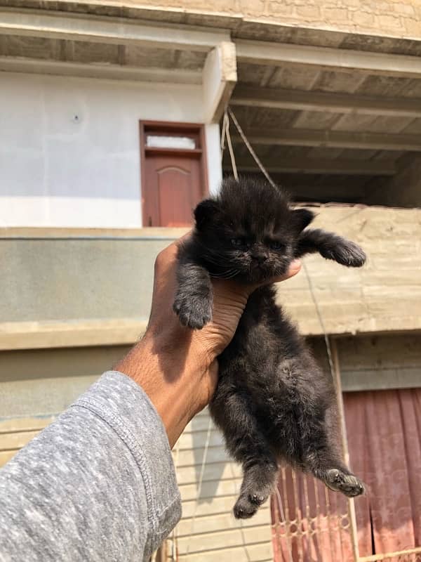 persian kittin female black  clour 2