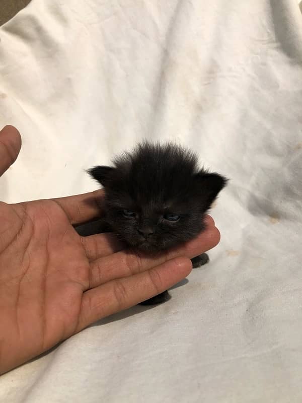 persian kittin female black  clour 3