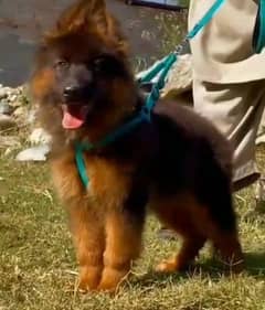 German shepherd Long Coat Male & Female puppy 03287625932WhatsApp