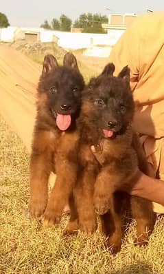 German shepherd long Cout pair 2 mahnt for sale active and healthy