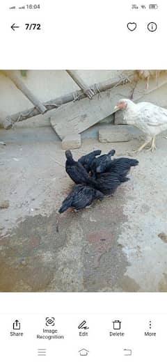 ayam cemani chiks for sale