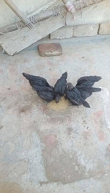 ayam cemani chiks for sale 1