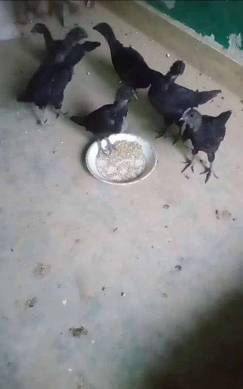 ayam cemani chiks for sale 2