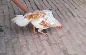 Aseel Rooster for sale Active & Healthy