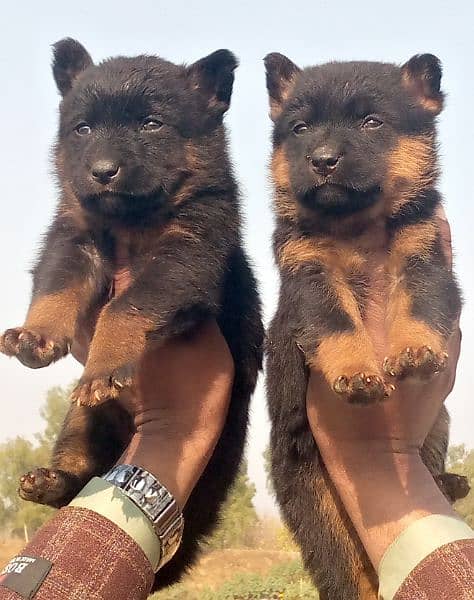 German shepherd Dubal Cout pair 2 mahnt for sale active and healthy 0