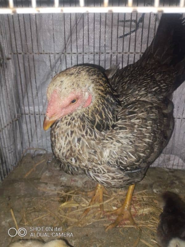 female hen with 3 chicks 3