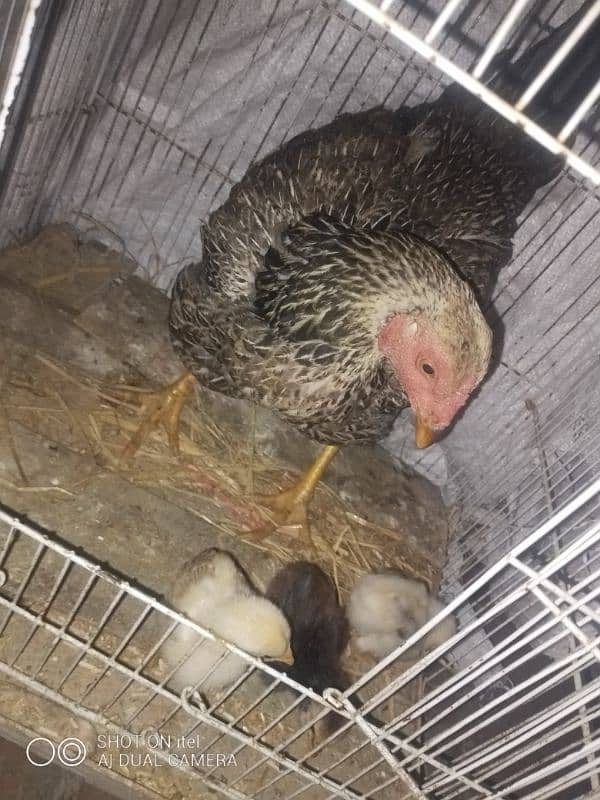 female hen with 3 chicks 4