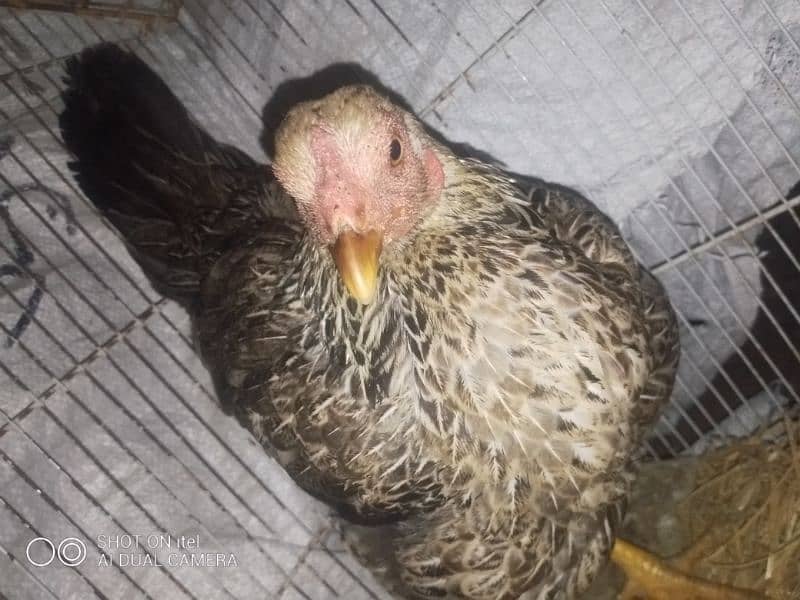 female hen with 3 chicks 5