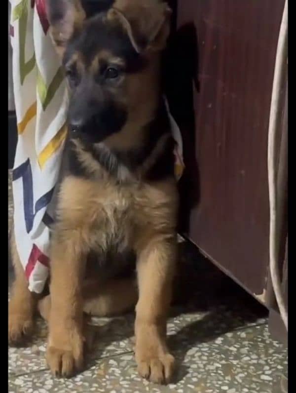 German shepherd Long Coat Male & Female puppy 03287625932WhatsApp 2