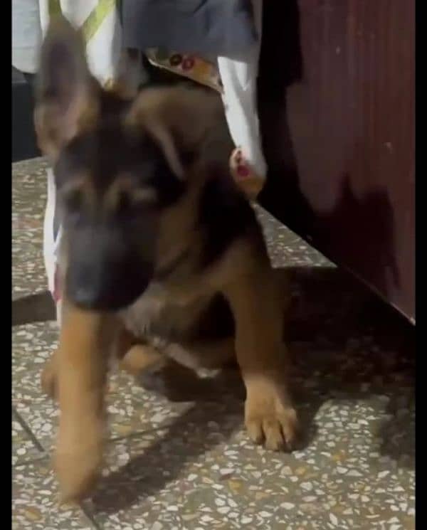 German shepherd Long Coat Male & Female puppy 03287625932WhatsApp 3