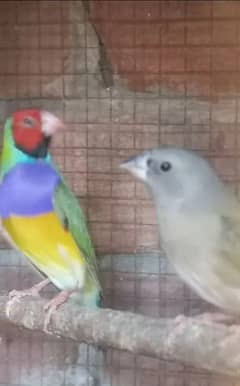 Gouldian Finch male with 1 chick