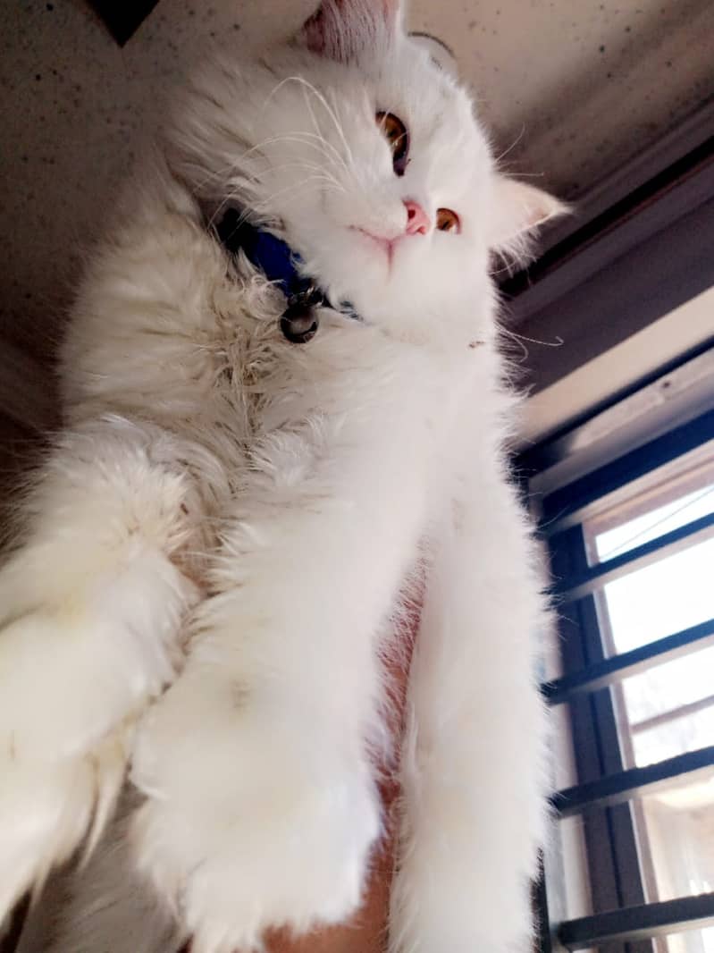 Cat Persian doll face for adoption 1