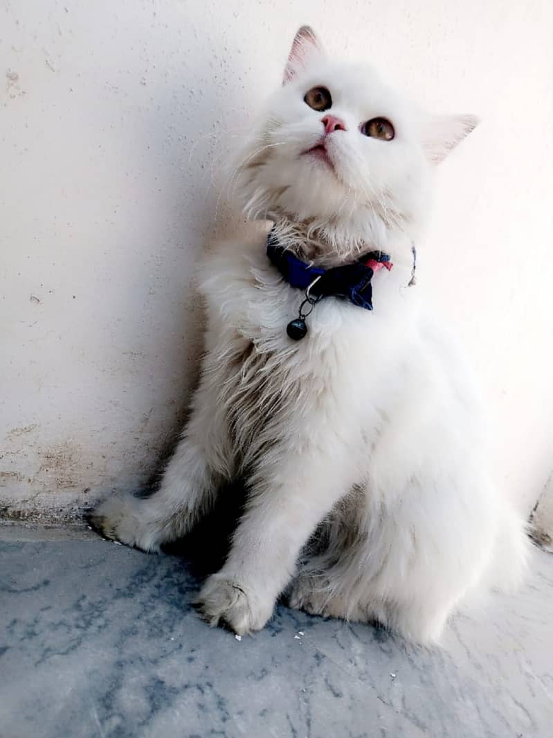 Cat Persian doll face for adoption 2