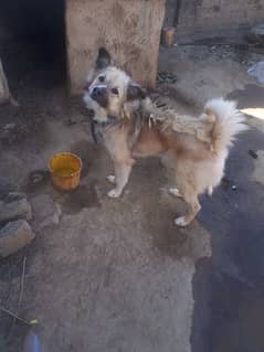 lapphund bakerwali dog