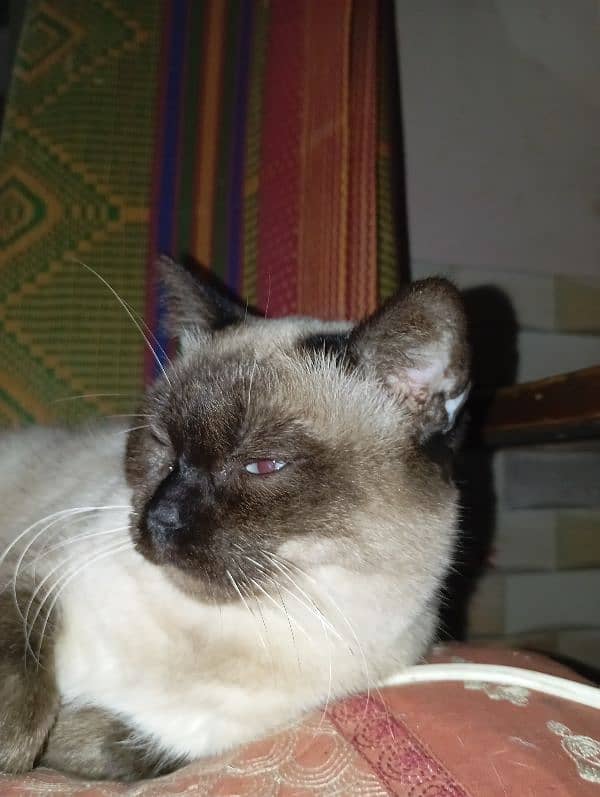 siamese cat age 15 Months 0