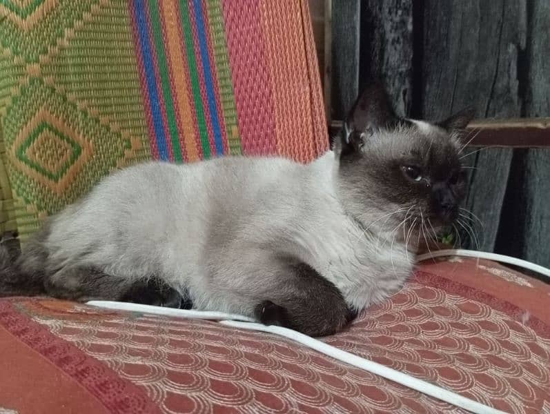 siamese cat age 15 Months 1